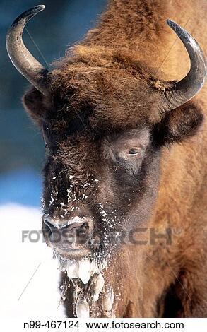 Bison (Bison bonasus), portrait. Fur frozen from snow. Winter. Nationalpark of Bialowiecza. Poland. View Large Photo Image Picture - Bison (Bison bonasus), portrait. Fur frozen from snow. Winter. Nationalpark of Bialowiecza. Poland.. Fotosearch