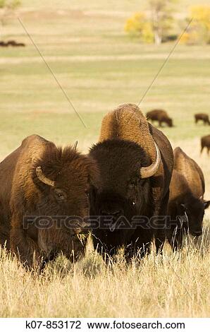 Bison herd. Custer State Park, Black Hills, South Dakota, USA View Large Photo Image Stock Image - Bison herd. Custer State Park, Black Hills, South Dakota, USA. Fotosearch