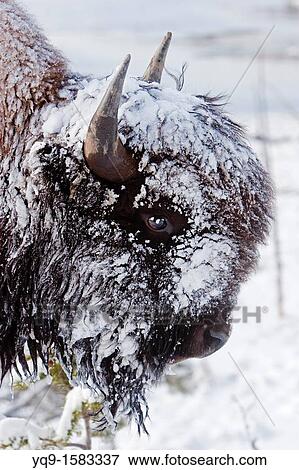 Stock Photo - Bison or Buffalo in Yellowstone National Park Winter snow. Fotosearch