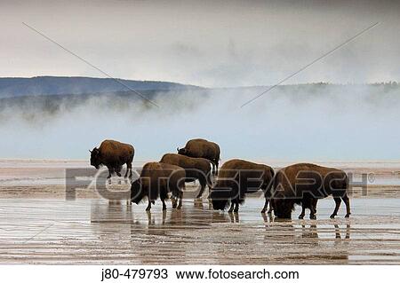 Stock Image - Bison. Yellowstone National Park. Wyoming. USA.. Fotosearch