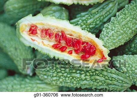 Bitter melon (Momordica charantia) therapeutic remedy in Phillippines. View Large Photo Image Stock Photograph - Bitter melon (Momordica charantia) therapeutic remedy in Phillippines.. Fotosearch