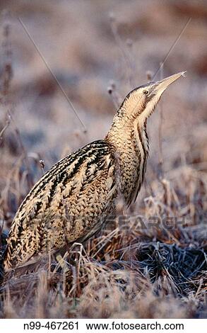 Bittern (Botaurus stellaris) in winter. Hoar-frost. Moist meadow near Erlangen. Bavaria. Germany. View Large Photo Image Stock Image - Bittern (Botaurus stellaris) in winter. Hoar-frost. Moist meadow near Erlangen. Bavaria. Germany.. Fotosearch