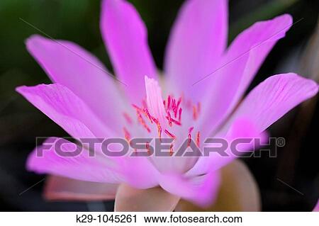 Stock Image - Bitterroot Lewisia rediviva. Fotosearch