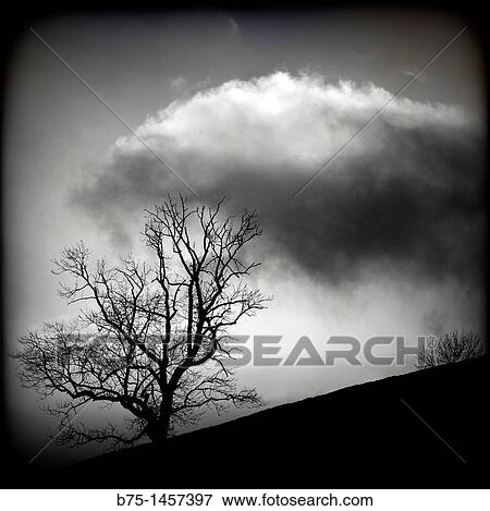 Blach and white countryside clouds and tree, View Large Photo Image Stock Photo - Blach and white countryside clouds and tree,. Fotosearch