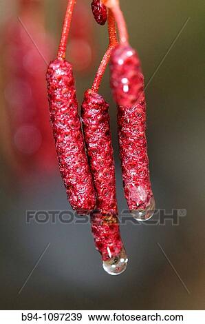 Black Alder (Alnus glutinosa) male cones. Osseja, Languedoc-Roussillon, Pyrenees Orientales, France View Large Photo Image Stock Photo - Black Alder (Alnus glutinosa) male cones. Osseja, Languedoc-Roussillon, Pyrenees Orientales, France. Fotosearch