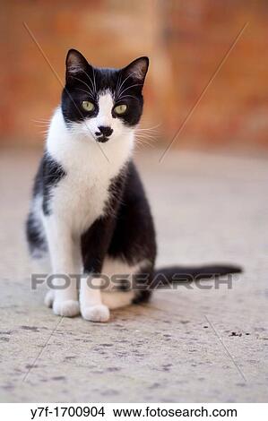 Picture - Black and white cat sit down. Fotosearch