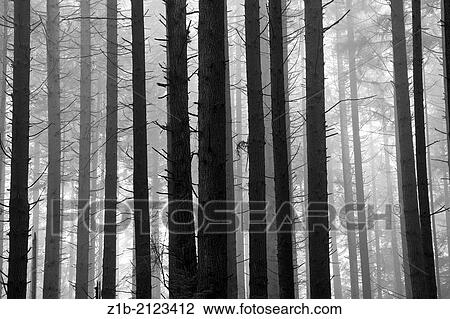 Black and White image of trees in a rain forest on a foggy morning, Canada. View Large Photo Image Stock Image - Black and White image of trees in a rain forest on a foggy morning, Canada.. Fotosearch
