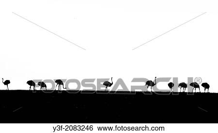 Black and white. Ostriches on the horizon. Top of the hill. Western Cape Province, South Africa. View Large Photo Image Stock Photograph - Black and white. Ostriches on the horizon. Top of the hill. Western Cape Province, South Africa.. Fotosearch