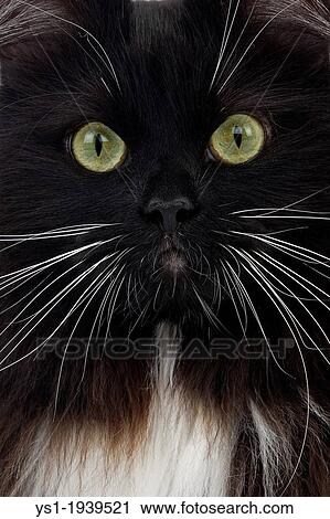 Black and White Siberian Domestic Cat, Portrait of Female. View Large Photo Image Stock Image - Black and White Siberian Domestic Cat, Portrait of Female.. Fotosearch