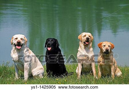 BLACK AND YELLOW LABRADOR RETRIEVER, ADULTS SITTING NEAR WATER View Large Photo Image Stock Photography - BLACK AND YELLOW LABRADOR RETRIEVER, ADULTS SITTING NEAR WATER. Fotosearch