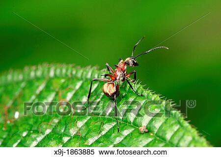 Black ant, Borneo View Large Photo Image Stock Photography - Black ant, Borneo. Fotosearch