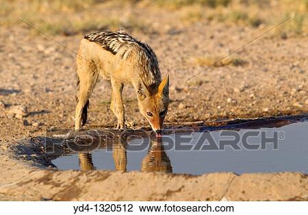 Black-backed Jackal Canis mesomelas, in the waterhole, Kgalagadi Transfrontier Park, Kalahari desert, South Africa View Large Photo Image Stock Image - Black-backed Jackal Canis mesomelas, in the waterhole, Kgalagadi Transfrontier Park, Kalahari desert, South Africa. Fotosearch