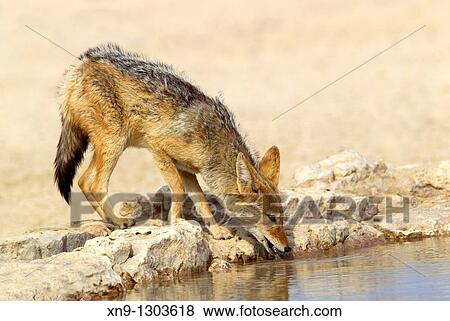 Black-backed Jackal Canis mesomelas, in the waterhole, Kgalagadi Transfrontier Park, Kalahari desert, South Africa View Large Photo Image Stock Photo - Black-backed Jackal Canis mesomelas, in the waterhole, Kgalagadi Transfrontier Park, Kalahari desert, South Africa. Fotosearch