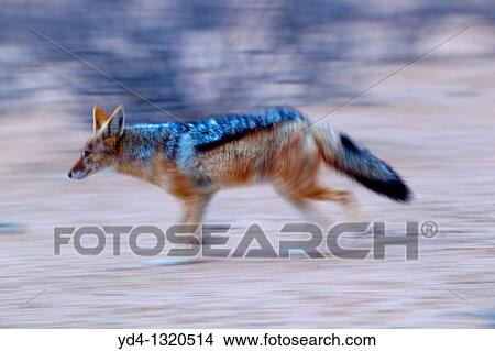 Black-backed Jackal Canis mesomelas, Kgalagadi Transfrontier Park, Kalahari desert, South Africa View Large Photo Image Picture - Black-backed Jackal Canis mesomelas, Kgalagadi Transfrontier Park, Kalahari desert, South Africa. Fotosearch