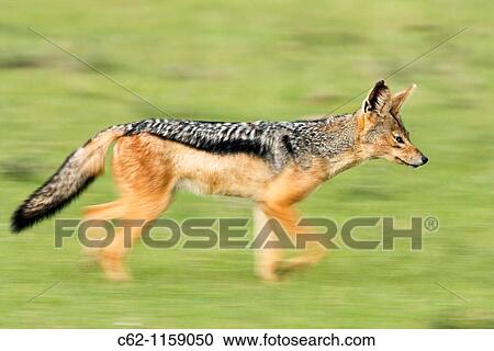 Black backed jackal (Canis mesomelas) running -panned effect-, Maasai Mara National Reserve, Kenya View Large Photo Image Stock Image - Black backed jackal (Canis mesomelas) running -panned effect-, Maasai Mara National Reserve, Kenya. Fotosearch