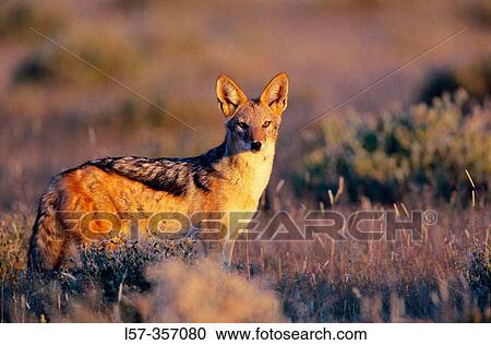 Black-backed Jackal (Canis mesomelas). Etosha National Park. Namibia View Large Photo Image Stock Image - Black-backed Jackal (Canis mesomelas). Etosha National Park. Namibia. Fotosearch