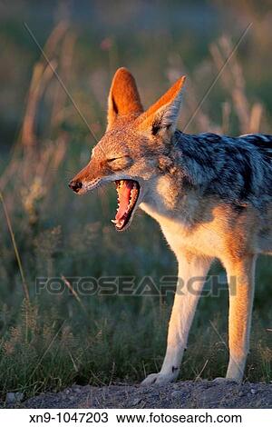 Stock Image - Black-backed jackal Canis mesomelas, Etosha National Park, Namibia. Fotosearch