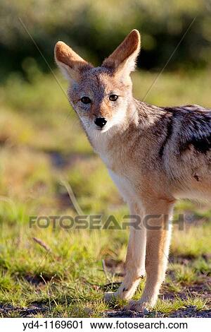 Black-backed jackal Canis mesomelas, Etosha National Park, Namibia View Large Photo Image Stock Image - Black-backed jackal Canis mesomelas, Etosha National Park, Namibia. Fotosearch