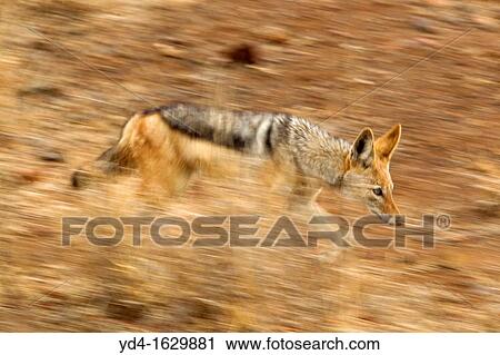 Black-backed Jackal Canis mesomelas, Kruger Natiopnal Park, South Africa View Large Photo Image Stock Image - Black-backed Jackal Canis mesomelas, Kruger Natiopnal Park, South Africa. Fotosearch