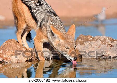 Black-backed Jackal, Canis mesomelas, drinking at the waterhole, Kgalagadi Transfrontier Park, Northern Cape, South Africa. View Large Photo Image Stock Image - Black-backed Jackal, Canis mesomelas, drinking at the waterhole, Kgalagadi Transfrontier Park, Northern Cape, South Africa.. Fotosearch