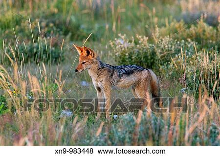 Black-backed jackal Canis mesomelas - cub, in the bush, Etosha National Park, Namibia View Large Photo Image Stock Photo - Black-backed jackal Canis mesomelas - cub, in the bush, Etosha National Park, Namibia. Fotosearch