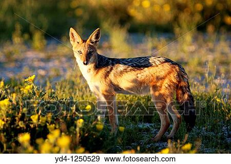Black-backed jackal Canis mesomelas, Etosha National Park, Namibia View Large Photo Image Stock Photo - Black-backed jackal Canis mesomelas, Etosha National Park, Namibia. Fotosearch