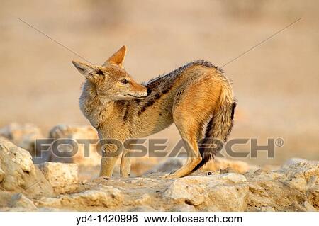 Black-backed Jackal Canis mesomelas, Kgalagadi Transfrontier Park, Kalahari deser, South Africa View Large Photo Image Stock Photograph - Black-backed Jackal Canis mesomelas, Kgalagadi Transfrontier Park, Kalahari deser, South Africa. Fotosearch