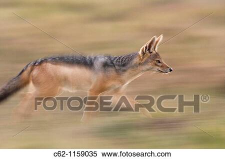 Black backed jackal (Canis mesomelas) running -panned effect-, Maasai Mara National Reserve, Kenya View Large Photo Image Stock Photography - Black backed jackal (Canis mesomelas) running -panned effect-, Maasai Mara National Reserve, Kenya. Fotosearch