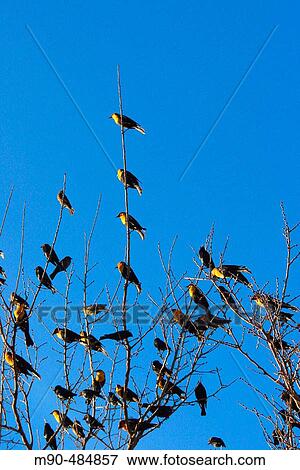 Black-backed Oriole (Icterus abeillei). Chihuahua, Mexico View Large Photo Image Stock Photo - Black-backed Oriole (Icterus abeillei). Chihuahua, Mexico. Fotosearch