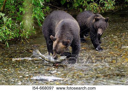 Black Bear catching and eating Salmon at Fish Creek Wildlife Observation Site Tongass National Forest near Hyder Alaska AK US United States nature animals predator predatory survival instinct View Large Photo Image Stock Photo - Black Bear catching and eating Salmon at Fish Creek Wildlife Observation Site Tongass National Forest near Hyder Alaska AK US United States nature animals predator predatory survival instinct. Fotosearch
