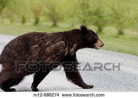 Black Bear runs across a road in Gustavus, Alaska, USA View Large Photo Image Picture - Black Bear runs across a road in Gustavus, Alaska, USA. Fotosearch