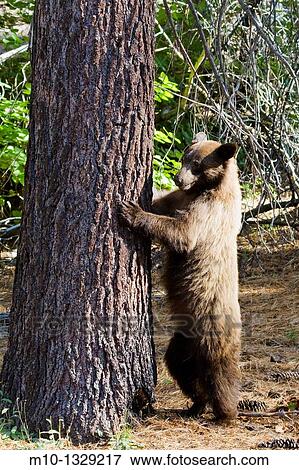 Stock Photo - Black bear standing. Sequoia National Park, California. Fotosearch