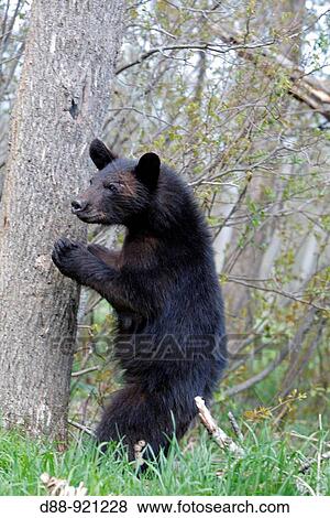 Black Bear (Ursus americanus), 1 year and a half old cub. Minnesota, USA View Large Photo Image Stock Photo - Black Bear (Ursus americanus), 1 year and a half old cub. Minnesota, USA. Fotosearch