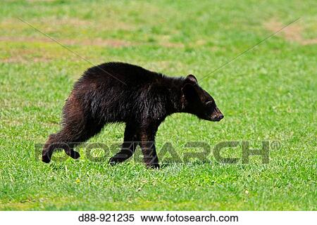 Black Bear (Ursus americanus), 1 year and a half old cub. Minnesota, USA View Large Photo Image Stock Photography - Black Bear (Ursus americanus), 1 year and a half old cub. Minnesota, USA. Fotosearch
