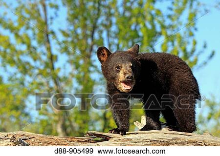 Black Bear (Ursus americanus), 4 month old cub. Minnesota, USA View Large Photo Image Stock Photo - Black Bear (Ursus americanus), 4 month old cub. Minnesota, USA. Fotosearch