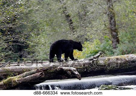 Black Bear (Ursus americanus). British Columbia, Canada View Large Photo Image Picture - Black Bear (Ursus americanus). British Columbia, Canada. Fotosearch