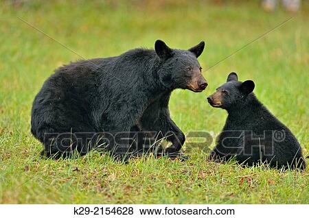 Black bear (Ursus americanus) Mother and cubs foraging for fallen fruit, Great Smoky Mountains NP, Tennessee, USA. View Large Photo Image Stock Photo - Black bear (Ursus americanus) Mother and cubs foraging for fallen fruit, Great Smoky Mountains NP, Tennessee, USA.. Fotosearch