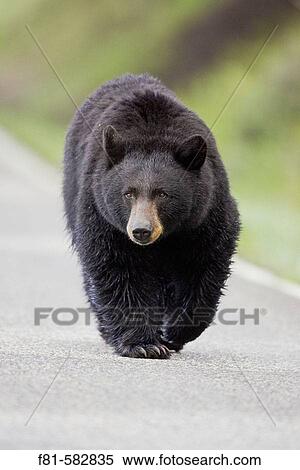 Black Bear (Ursus americanus) walking along tarmac road. Yellowstone National Park, Wyoming, USA. June 2005. View Large Photo Image Stock Photography - Black Bear (Ursus americanus) walking along tarmac road. Yellowstone National Park, Wyoming, USA. June 2005.. Fotosearch