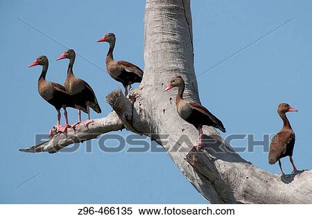 : Black-bellied Whistling Duck (Dendrocygna autumnalis). Pantanal, the world largest wetland, Brazil, South America View Large Photo Image Stock Photography - : Black-bellied Whistling Duck (Dendrocygna autumnalis). Pantanal, the world largest wetland, Brazil, South America. Fotosearch