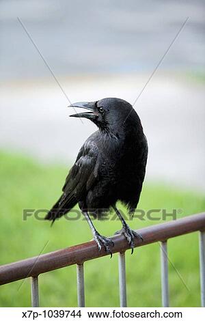 Black Bird View Large Photo Image Picture - Black Bird. Fotosearch
