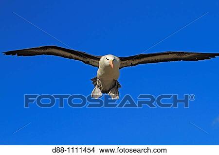 Picture - Black-browed Albatross (Thalassarche melanophrys). West Point Island, Falkland Islands. Fotosearch