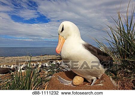 Black-browed Albatross (Thalassarche melanophrys). Steeple Jason, Falkland Islands View Large Photo Image Stock Image - Black-browed Albatross (Thalassarche melanophrys). Steeple Jason, Falkland Islands. Fotosearch