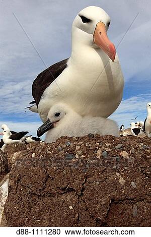 Black-browed Albatross (Thalassarche melanophrys). Steeple Jason, Falkland Islands View Large Photo Image Stock Image - Black-browed Albatross (Thalassarche melanophrys). Steeple Jason, Falkland Islands. Fotosearch