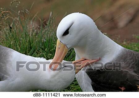 Black-browed Albatross (Thalassarche melanophrys). Saunders Island, Falkland Islands View Large Photo Image Stock Image - Black-browed Albatross (Thalassarche melanophrys). Saunders Island, Falkland Islands. Fotosearch