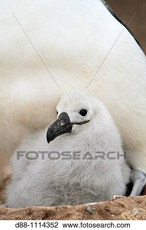 Black-browed Albatross (Thalassarche melanophrys). Steeple Jason, Falkland Islands View Large Photo Image Stock Image - Black-browed Albatross (Thalassarche melanophrys). Steeple Jason, Falkland Islands. Fotosearch