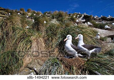 Black-browed albatross Thalassarche melanophrys breeding colony on Carcass Island in the Falkland Islands, South Atlantic Ocean View Large Photo Image Stock Image - Black-browed albatross Thalassarche melanophrys breeding colony on Carcass Island in the Falkland Islands, South Atlantic Ocean. Fotosearch