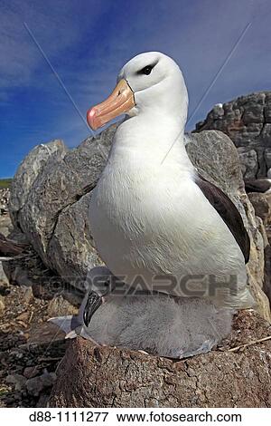 Black-browed Albatross (Thalassarche melanophrys). Steeple Jason, Falkland Islands View Large Photo Image Stock Photo - Black-browed Albatross (Thalassarche melanophrys). Steeple Jason, Falkland Islands. Fotosearch