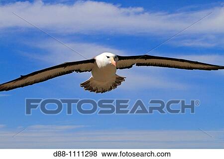 Black-browed Albatross (Thalassarche melanophrys). Steeple Jason, Falkland Islands View Large Photo Image Stock Photo - Black-browed Albatross (Thalassarche melanophrys). Steeple Jason, Falkland Islands. Fotosearch