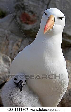 Stock Photo - Black-browed Albatross (Thalassarche melanophrys). Steeple Jason, Falkland Islands. Fotosearch