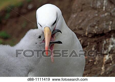 Black-browed Albatross (Thalassarche melanophrys). Saunders Island, Falkland Islands View Large Photo Image Stock Photo - Black-browed Albatross (Thalassarche melanophrys). Saunders Island, Falkland Islands. Fotosearch
